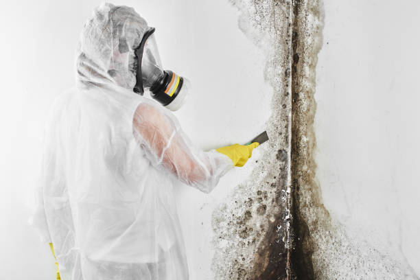 Best Commercial Mold Removal  in Babson Park, FL