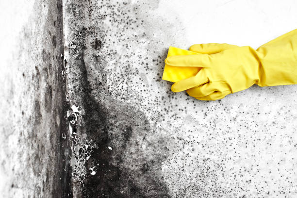 Home Mold Removal in Babson Park, FL